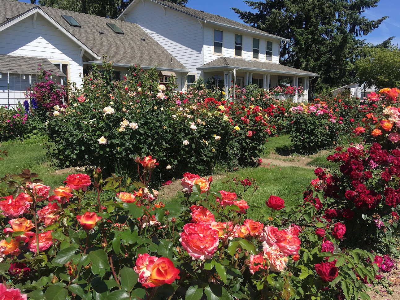 Sugar Plum Acres photo